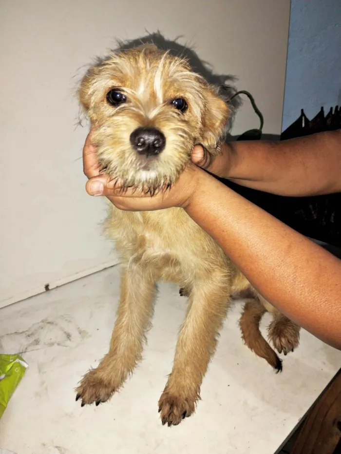 Cachorro ra a SRD-ViraLata idade 7 a 11 meses nome Filhotes 7 meses