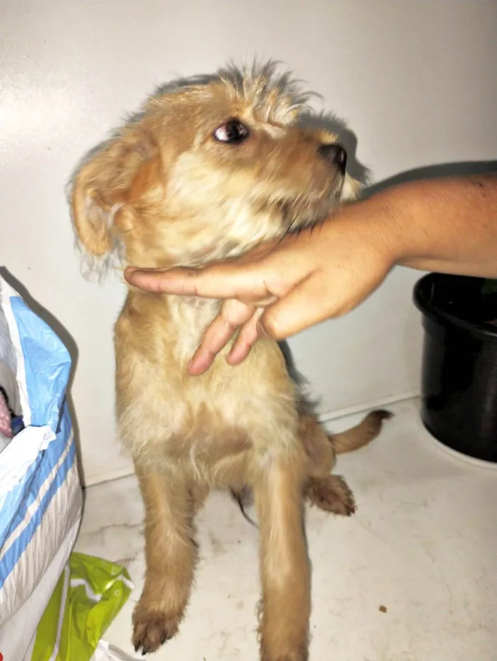 Cachorro ra a SRD-ViraLata idade 7 a 11 meses nome Filhotes 7 meses