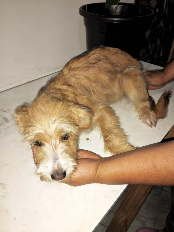 Cachorro ra a SRD-ViraLata idade 7 a 11 meses nome Filhotes 7 meses