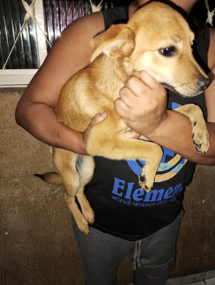 Cachorro ra a SRD-ViraLata idade 7 a 11 meses nome Filhotes 7 meses