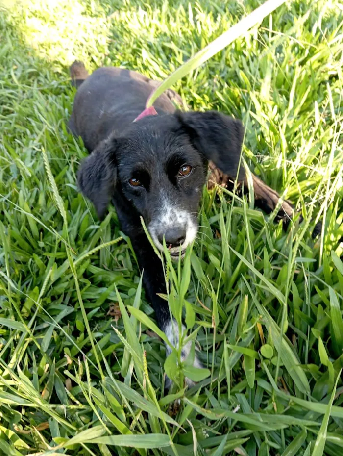 Cachorro ra a SRD-ViraLata idade 1 ano nome Donzela 