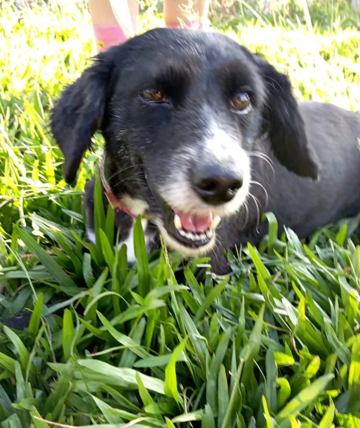 Cachorro ra a SRD-ViraLata idade 1 ano nome Donzela 