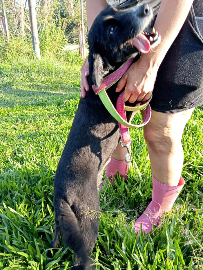 Cachorro ra a SRD-ViraLata idade 1 ano nome Donzela 
