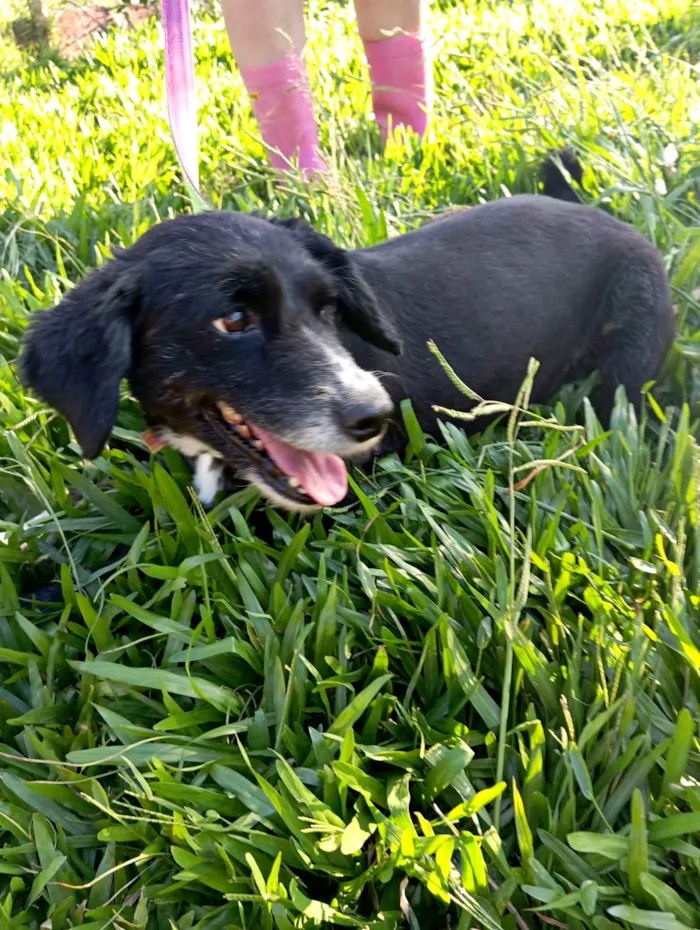 Cachorro ra a SRD-ViraLata idade 1 ano nome Donzela 