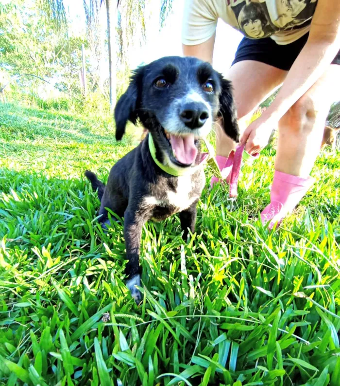 Cachorro ra a SRD-ViraLata idade 1 ano nome Donzela 