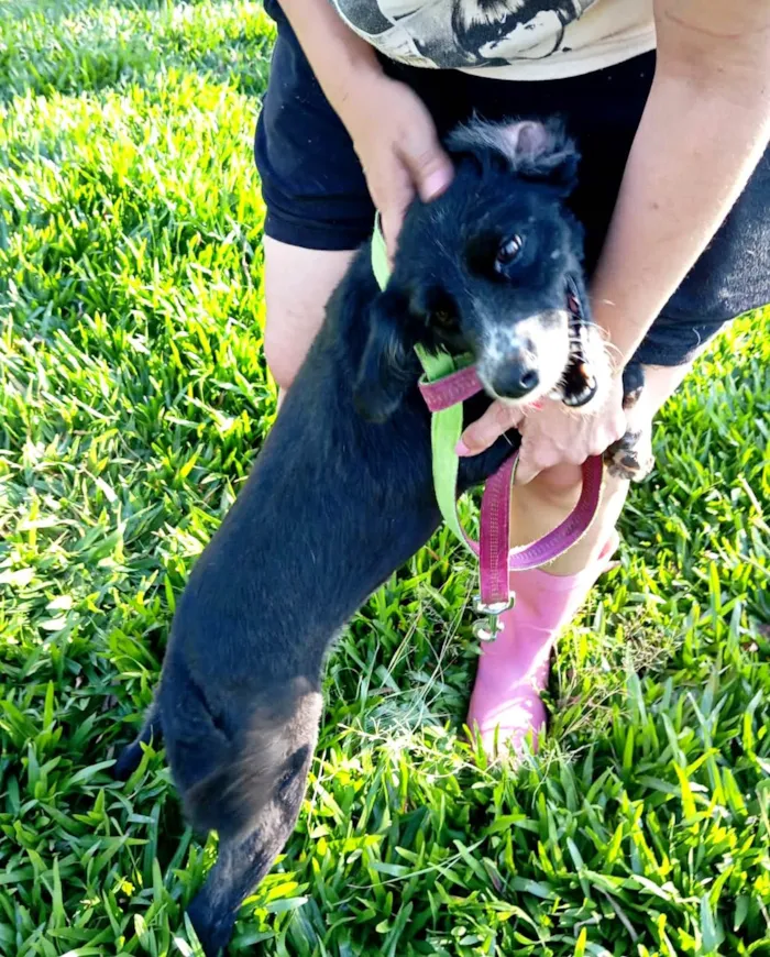 Cachorro ra a SRD-ViraLata idade 1 ano nome Donzela 