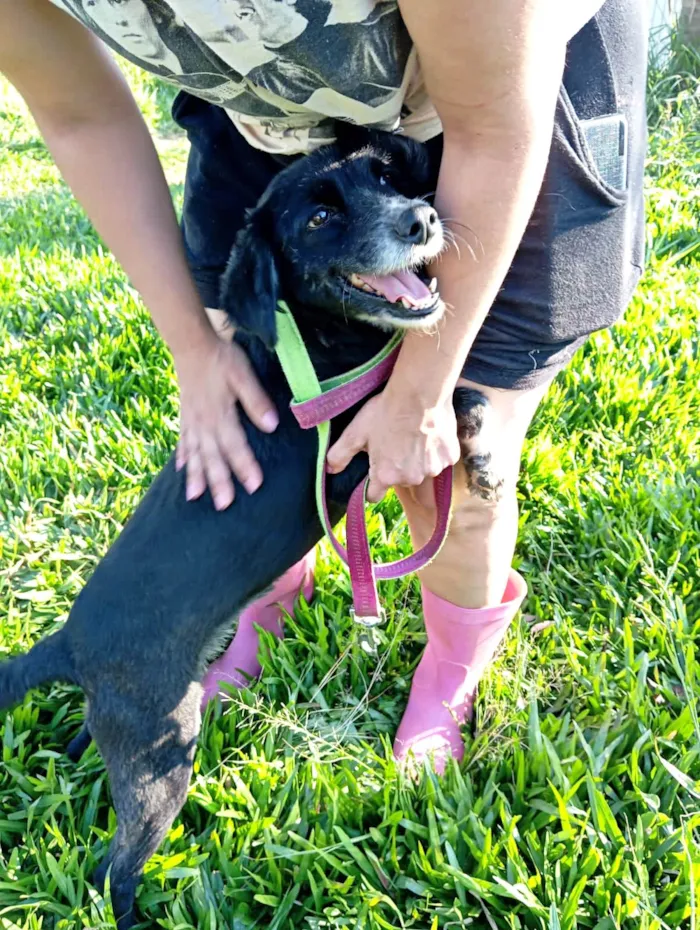 Cachorro ra a SRD-ViraLata idade 1 ano nome Donzela 