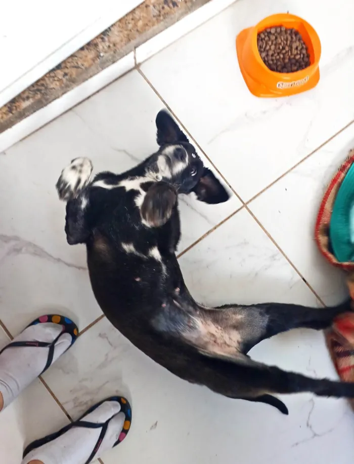 Cachorro ra a SRD-ViraLata idade 1 ano nome Donzela 