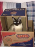 Thomas