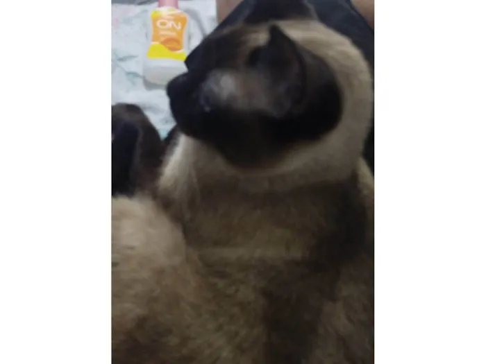 Gato ra a Siamês  idade 1 ano nome Thomas