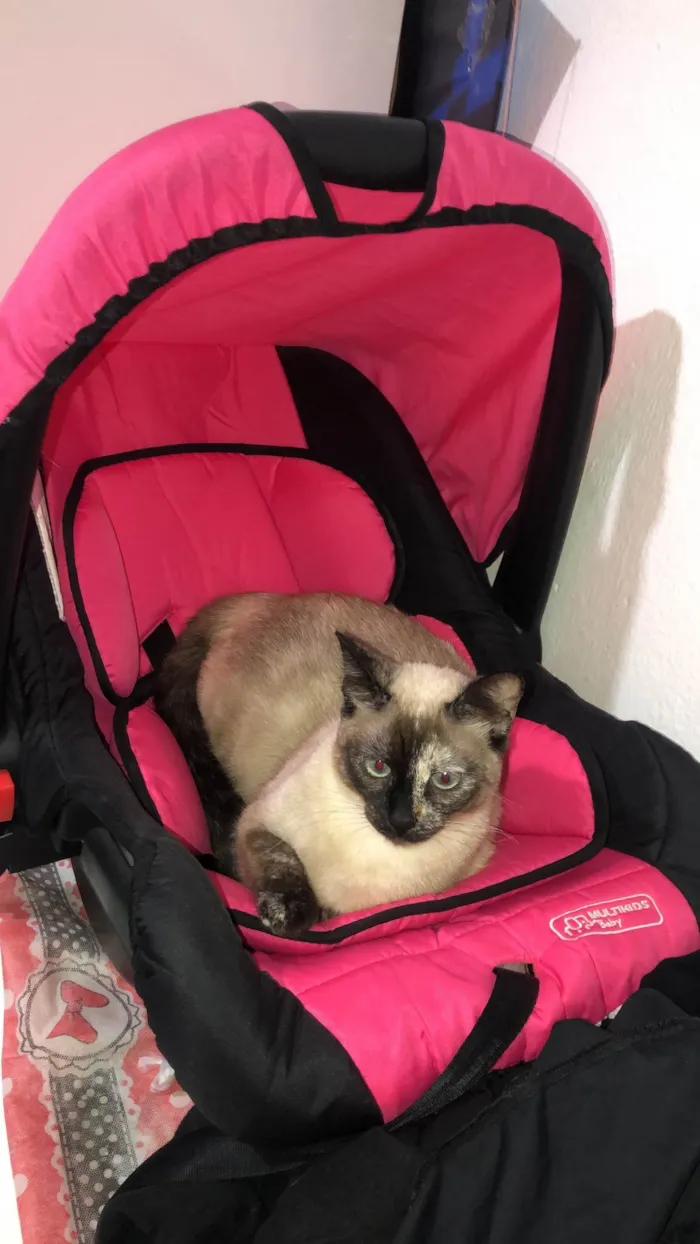 Gato ra a  idade 7 a 11 meses nome Amora 
