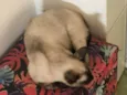 Amora 