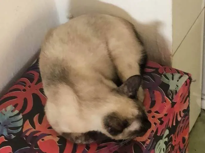 Gato ra a  idade 7 a 11 meses nome Amora 