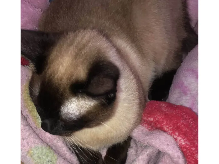 Gato ra a Siamês  idade 1 ano nome Thomas