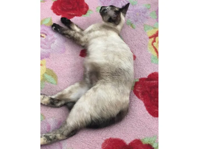 Gato ra a  idade 7 a 11 meses nome Amora 