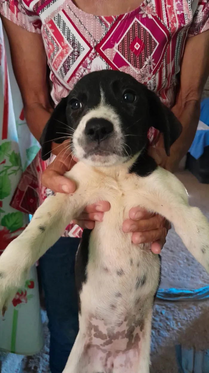 Cachorro ra a Labrador  idade 2 a 6 meses nome Ainda não possui nome fixo 