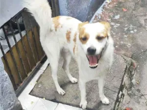 Cachorro raça SRD-ViraLata idade 4 anos nome Yuki