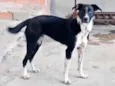 Kiara