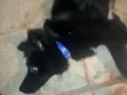 Yoshi