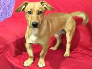 Cachorro raça SRD-ViraLata idade 1 ano nome Mike