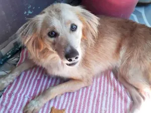 Cachorro raça SRD-ViraLata idade 1 ano nome Meg