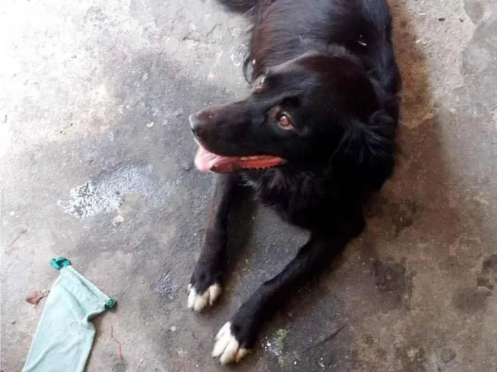 Cachorro ra a SRD-ViraLata idade 1 ano nome Morena 