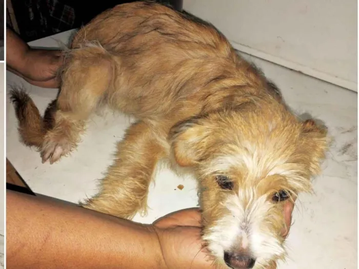 Cachorro ra a SRD-ViraLata idade 7 a 11 meses nome Filhotes 7 meses