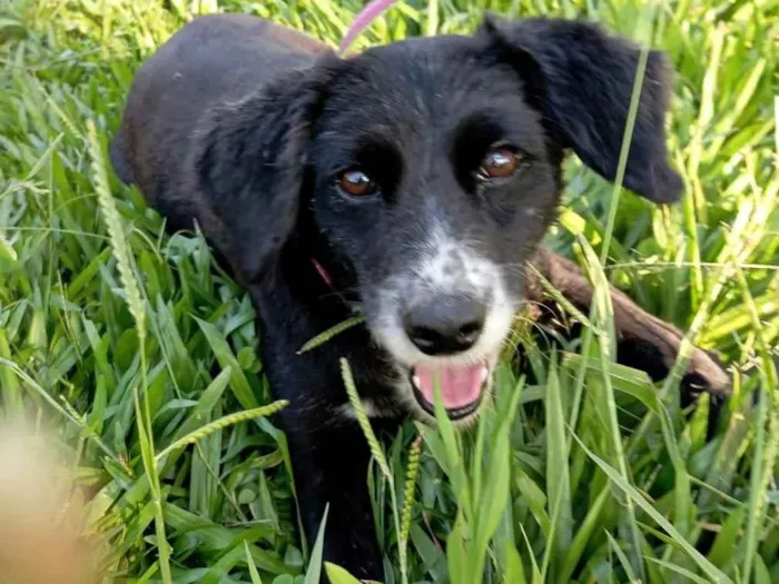 Cachorro ra a SRD-ViraLata idade 1 ano nome Donzela 