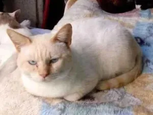 Gato raça SRD-ViraLata idade 6 ou mais anos nome Snow