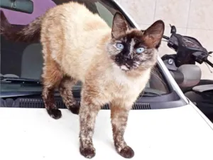 Gato raça SRD-ViraLata idade 5 anos nome Fêmea Castrada