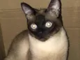 Thomas
