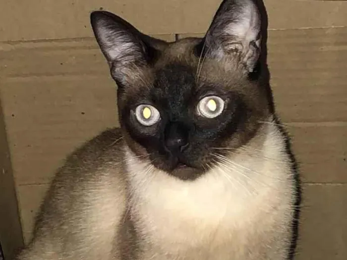 Gato ra a Siamês  idade 1 ano nome Thomas
