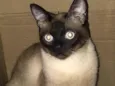 Thomas