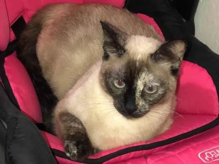 Gato ra a  idade 7 a 11 meses nome Amora 