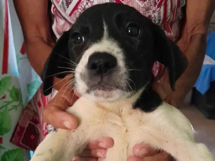 Cachorro ra a Labrador  idade 2 a 6 meses nome Ainda não possui nome fixo 