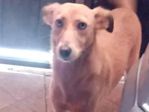 Cachorro raça SRD-ViraLata idade 1 ano nome Nina