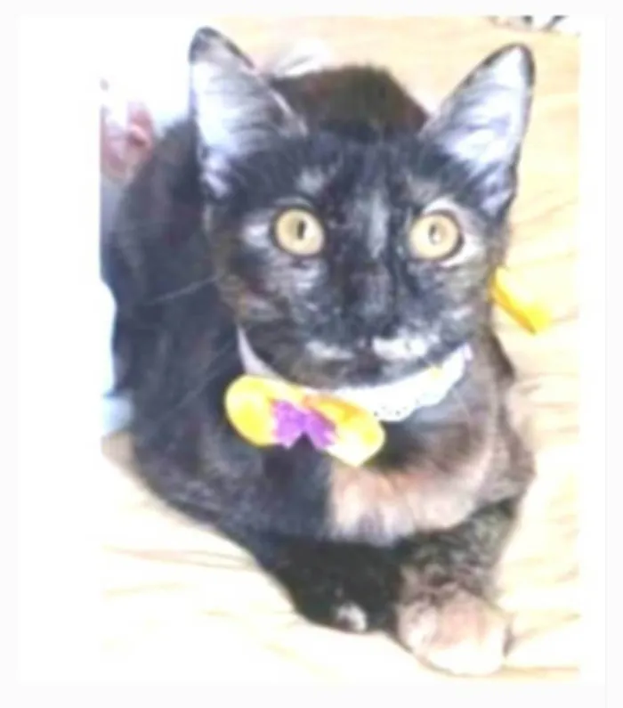 Gato ra a srd escaminha rosét  idade 7 a 11 meses nome CACAU