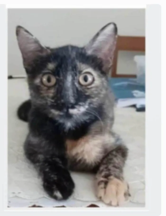 Gato ra a srd escaminha rosét  idade 7 a 11 meses nome CACAU