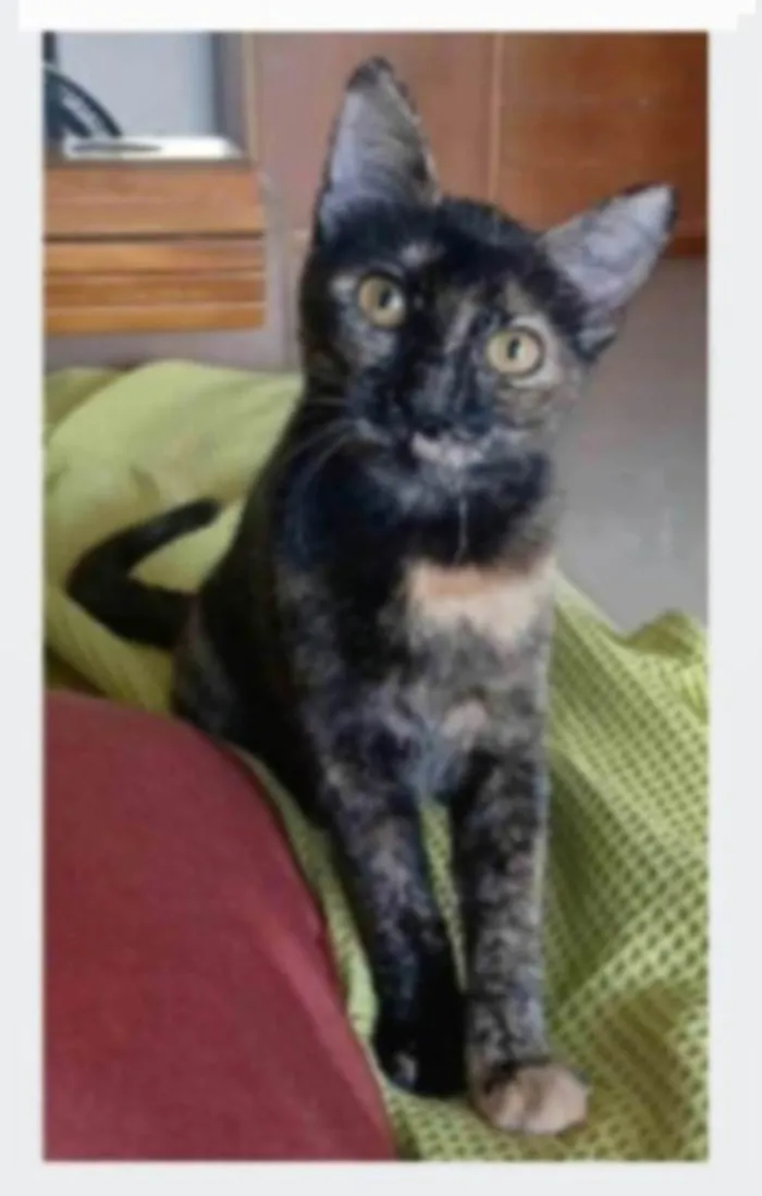 Gato ra a srd escaminha rosét  idade 7 a 11 meses nome CACAU