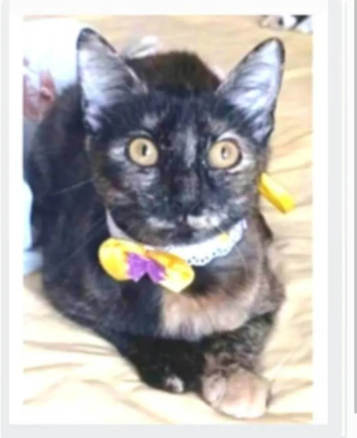 Gato ra a srd escaminha rosét  idade 7 a 11 meses nome CACAU
