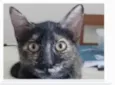 CACAU