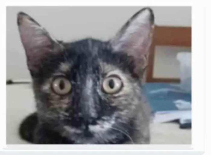 Gato ra a srd escaminha rosét  idade 7 a 11 meses nome CACAU