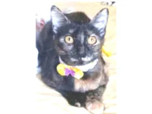 Gato raça srd escaminha rosét  idade 7 a 11 meses nome CACAU