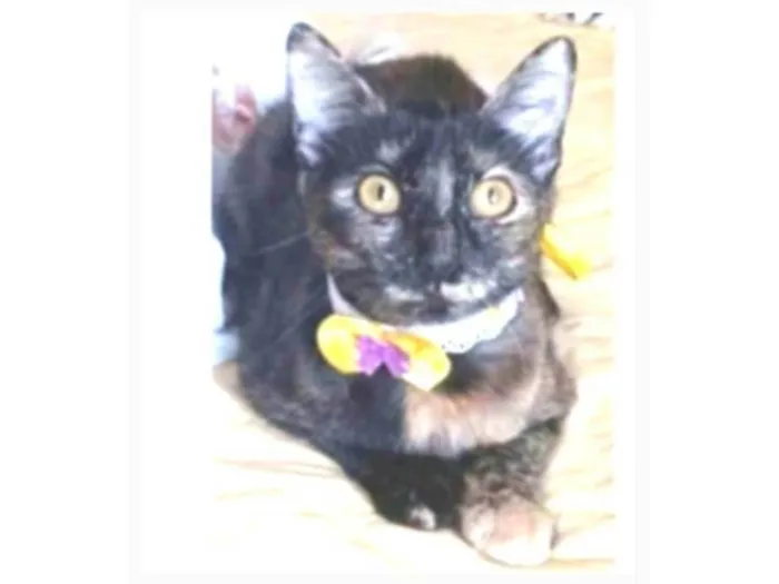 Gato ra a srd escaminha rosét  idade 7 a 11 meses nome CACAU