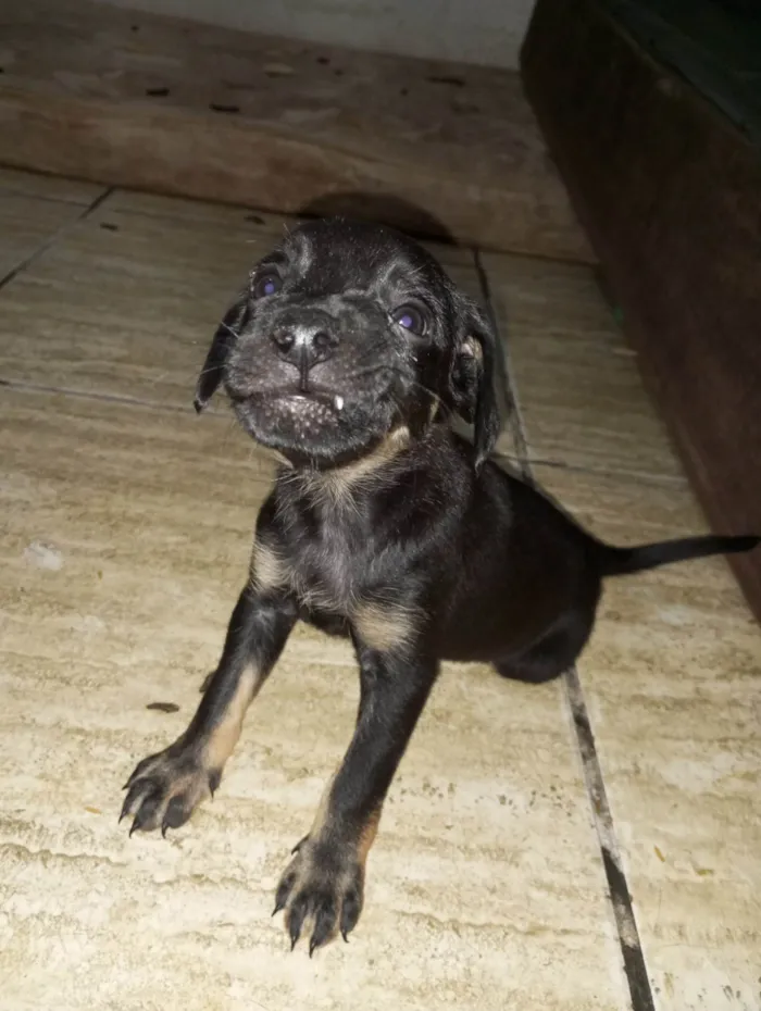 Cachorro ra a  idade Abaixo de 2 meses nome Luna 