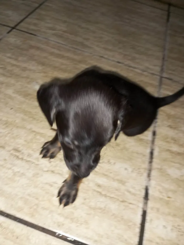 Cachorro ra a  idade Abaixo de 2 meses nome Luna 