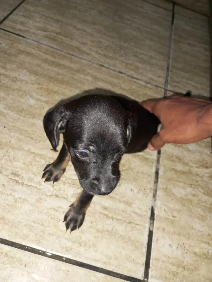 Cachorro ra a  idade Abaixo de 2 meses nome Luna 