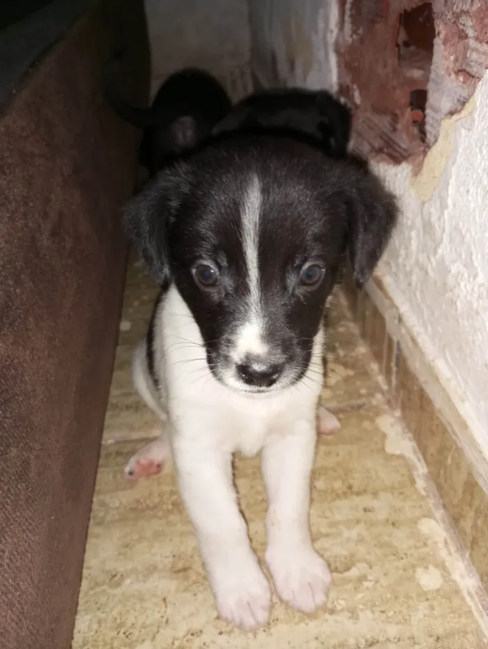 Cachorro ra a  idade Abaixo de 2 meses nome Luna 