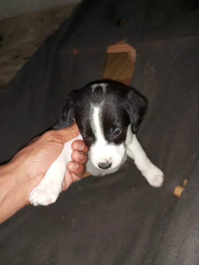 Cachorro ra a  idade Abaixo de 2 meses nome Luna 