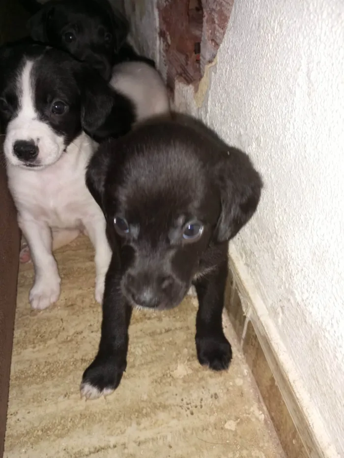 Cachorro ra a  idade Abaixo de 2 meses nome Luna 